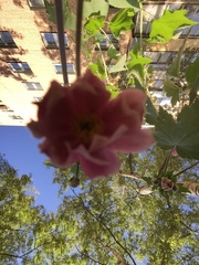 Eriocapitella hupehensis