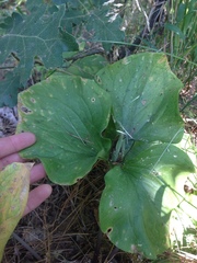 Trillium angustipetalum