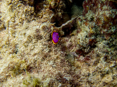 Pseudoceros ferrugineus