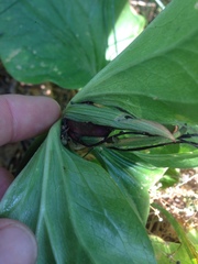 Trillium angustipetalum