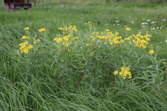 Jacobaea paludosa lanata