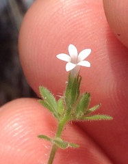 Allophyllum integrifolium