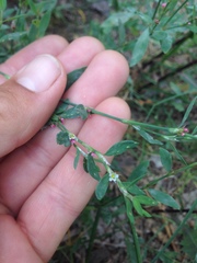 Polygonum aviculare depressum