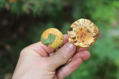 Pholiota elegans