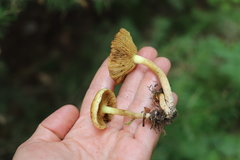 Pholiota elegans