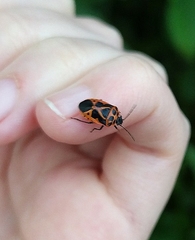 Eurydema dominulus