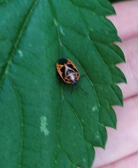 Eurydema dominulus
