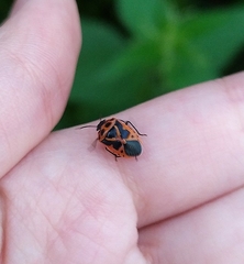 Eurydema dominulus