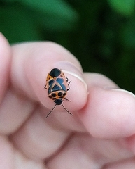 Eurydema dominulus