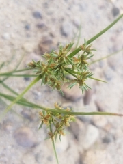 Cyperus dentatus