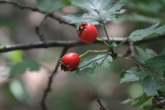 Crataegus monogyna