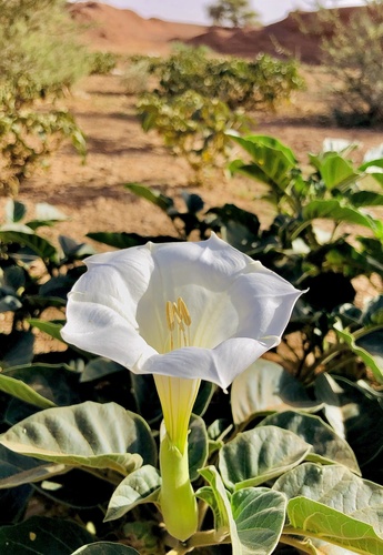 Datura innoxia