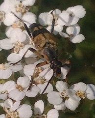 Etorofus obliteratus