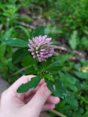 Trifolium pratense