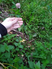 Trifolium pratense