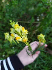 Linaria vulgaris