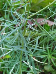 Linaria vulgaris