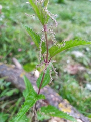 Urtica dioica