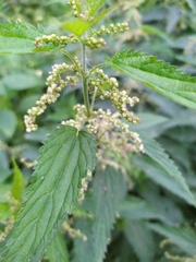 Urtica dioica