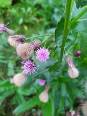 Cirsium arvense