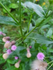 Cirsium arvense