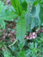 Cirsium arvense