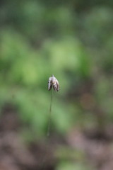 Melica picta