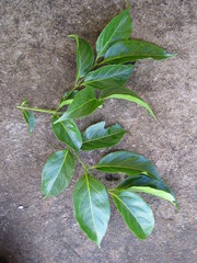 Psydrax parviflora