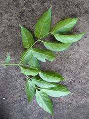 Psydrax parviflora
