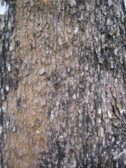 Psydrax parviflora
