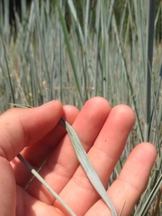 Thinopyrum intermedium intermedium