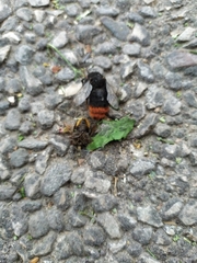 Bombus lapidarius