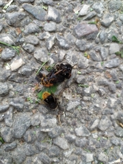 Bombus lapidarius