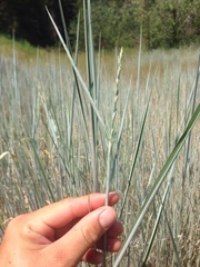 Thinopyrum intermedium intermedium