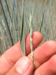 Thinopyrum intermedium intermedium