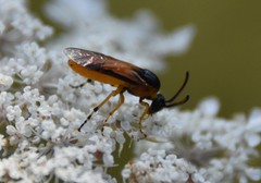 Arge ochropus