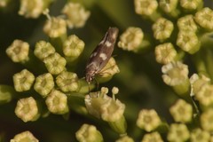 Scythris scopolella