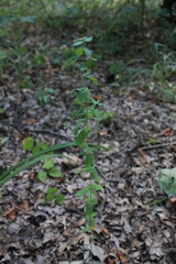 Hypericum hirsutum