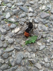 Bombus lapidarius