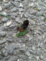 Bombus lapidarius