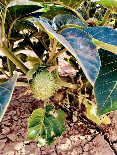 Datura innoxia