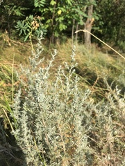 Artemisia austriaca