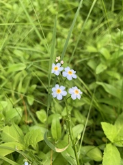 Myosotis scorpioides
