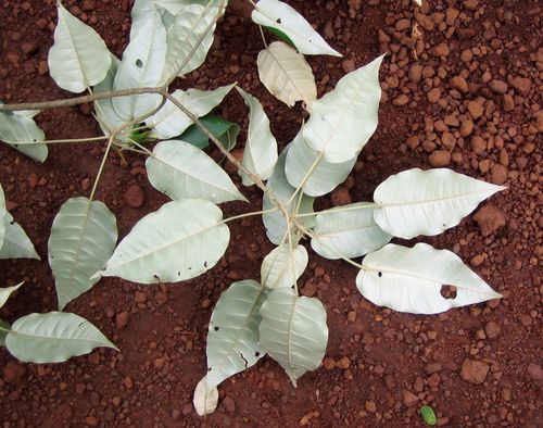 Croton aubrevillei