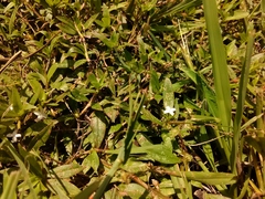 Diodia