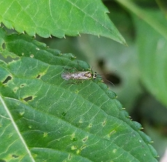Tenthredinidae