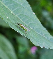 Tenthredinidae