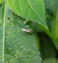 Tenthredinidae