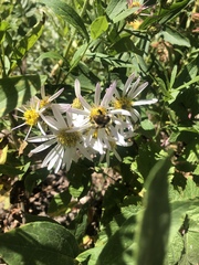 Sericomyia flagrans