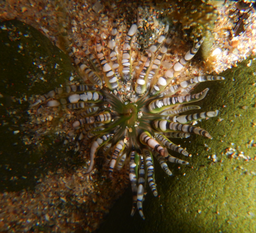 Gem Anemone
